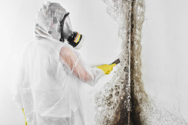Mold Removal and Inspection in Rocky Point, NC