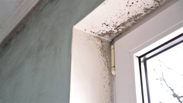 Best Attic Mold Removal  in Rocky Point, NC