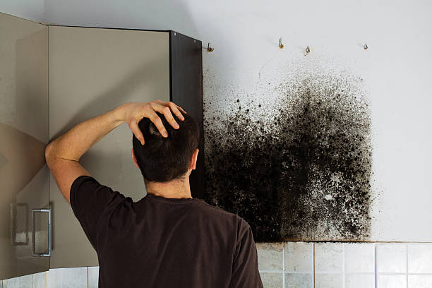 Best Fast Mold Removal  in Rocky Point, NC